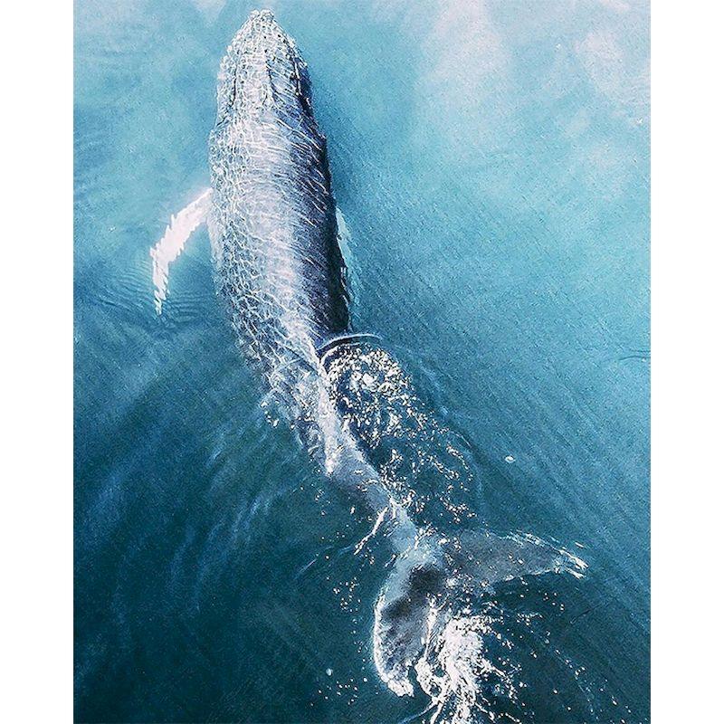 Animal Oil Painting Digital Canvas Frameless Whale Digital Hand-Painted - Cruish Home